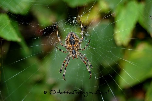 DSC_5142.JPG