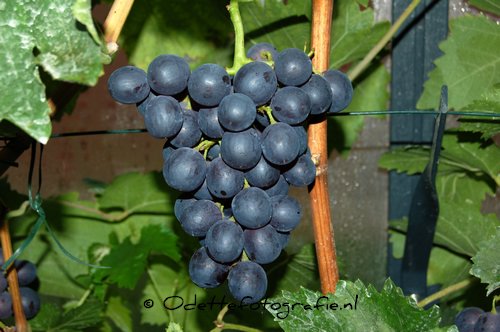 DSC_5191.JPG