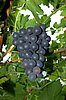 DSC_5179.JPG