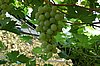 DSC_5192.JPG